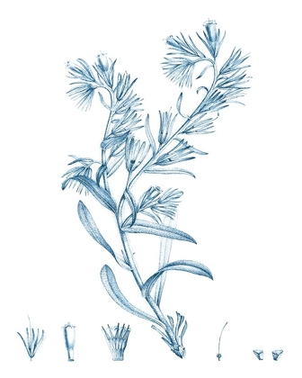 Picture of ANTIQUE BOTANICAL IN BLUE II