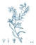 Picture of ANTIQUE BOTANICAL IN BLUE II