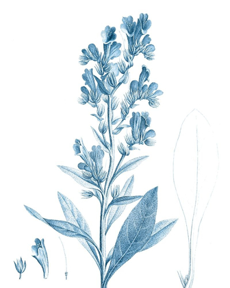 Picture of ANTIQUE BOTANICAL IN BLUE III