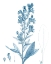 Picture of ANTIQUE BOTANICAL IN BLUE III