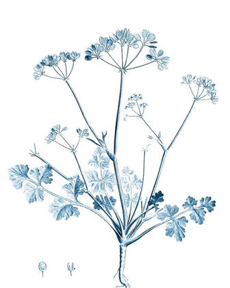 Picture of ANTIQUE BOTANICAL IN BLUE IV