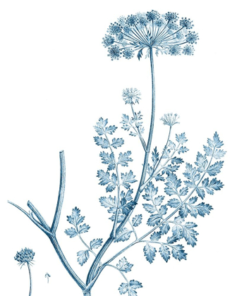 Picture of ANTIQUE BOTANICAL IN BLUE V