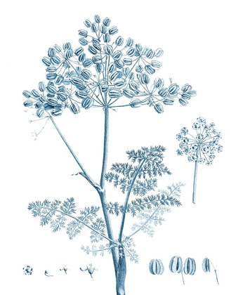 Picture of ANTIQUE BOTANICAL IN BLUE VI