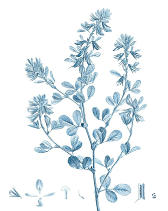 Picture of ANTIQUE BOTANICAL IN BLUE VIII