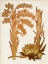 Picture of MUTED BOTANICALS II