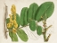 Picture of TROPICAL FOLIAGE AND FRUIT II