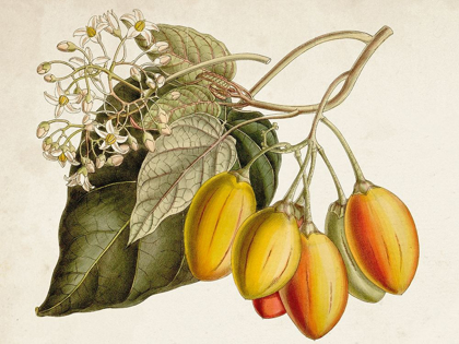 Picture of TROPICAL FOLIAGE AND FRUIT IV