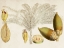 Picture of TROPICAL FOLIAGE AND FRUIT VIII