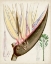 Picture of DELICATE TROPICALS II