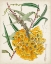 Picture of DELICATE TROPICALS VI