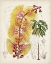 Picture of DELICATE TROPICALS VII