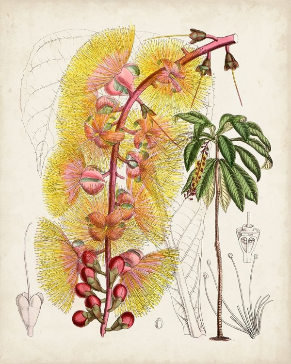 Picture of DELICATE TROPICALS VII