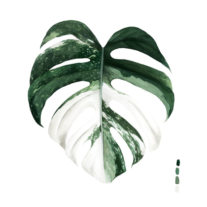 Picture of VARIEGATED MONSTERA I
