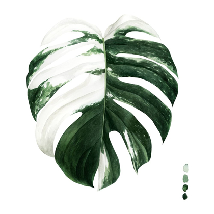 Picture of VARIEGATED MONSTERA II