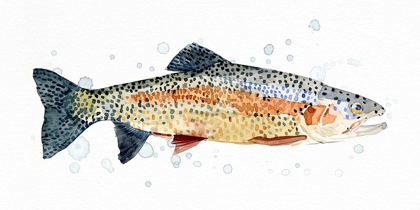 Picture of WATERCOLOR RAINBOW TROUT I