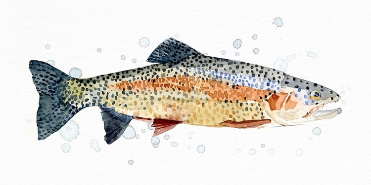Picture of WATERCOLOR RAINBOW TROUT I