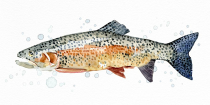 Picture of WATERCOLOR RAINBOW TROUT II