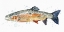 Picture of WATERCOLOR RAINBOW TROUT II