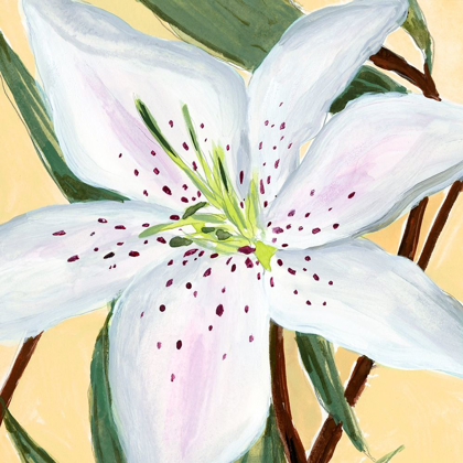 Picture of WHITE LILY II