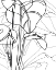 Picture of TROPICAL LINES III