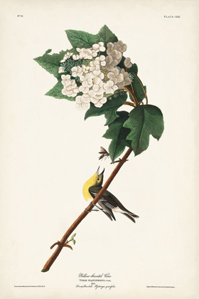 Picture of PL. 119 YELLOW-THROATED VIREO