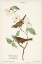 Picture of PL.8 WHITE-THROATED SPARROW