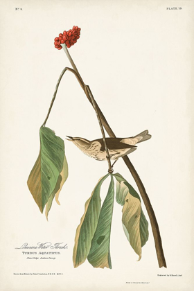 Picture of PL. 19 LOUISIANA WATER THRUSH