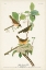 Picture of PL. 23 YELLOW-BREASTED WARBLER