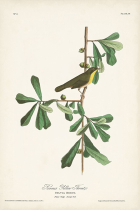 Picture of PL. 24 ROSCOES YELLOW THROAT