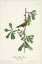 Picture of PL. 24 ROSCOES YELLOW THROAT