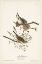 Picture of PL. 25 SONG SPARROW