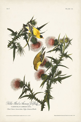 Picture of PL. 33 AMERICAN GOLD FINCH