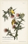 Picture of PL. 33 AMERICAN GOLD FINCH