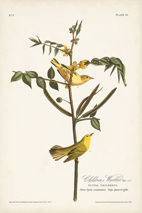 Picture of PL. 35 CHILDRENS WARBLER