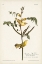 Picture of PL. 35 CHILDRENS WARBLER
