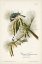 Picture of PL. 39 CRESTED TITMOUSE