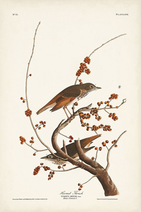 Picture of PL. 58 HERMIT THRUSH