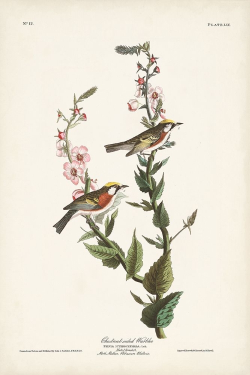 Picture of PL. 59 CHESTNUT-SIDED WARBLER