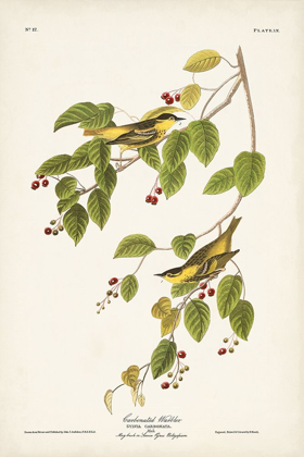 Picture of PL. 60 CARBONATED WARBLER