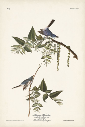 Picture of PL. 84 BLUEGREY FLYCATCHER