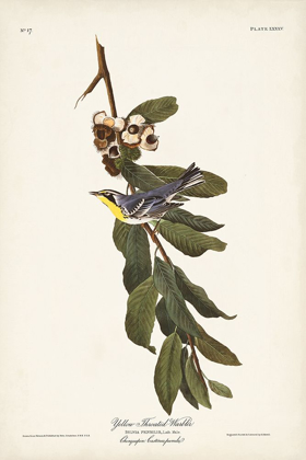Picture of PL. 85 YELLOW-THROATED WARBLER