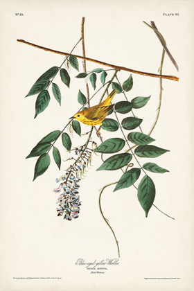 Picture of PL. 95 BLUE-EYED YELLOW WARBLER
