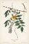 Picture of PL. 95 BLUE-EYED YELLOW WARBLER