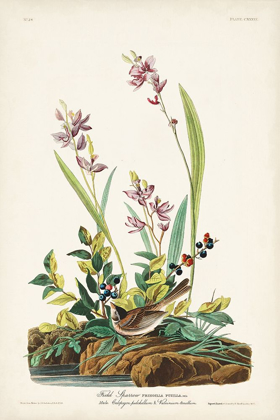 Picture of PL. 139 FIELD SPARROW