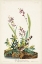 Picture of PL. 139 FIELD SPARROW