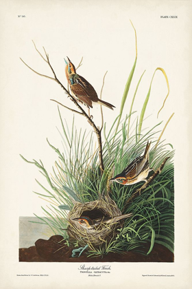 Picture of PL. 149 SHARP-TAILED FINCH