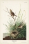 Picture of PL. 149 SHARP-TAILED FINCH