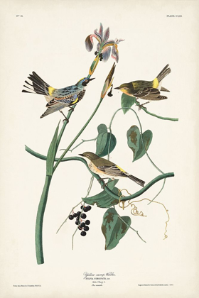 Picture of PL. 153 YELLOW-RUMP WARBLER