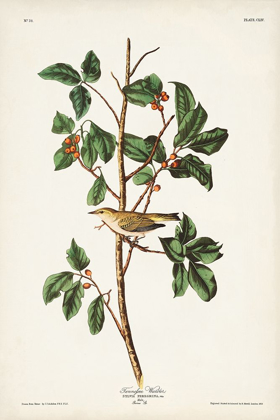 Picture of PL. 154 TENNESSEE WARBLER