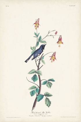 Picture of PL. 155 BLACK-THROATED BLUE WARBLER